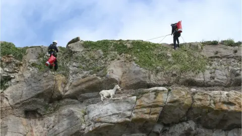 RSPCA Cymru Goat being rescued