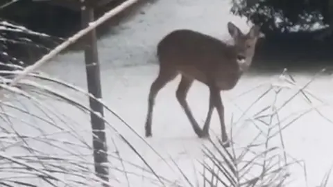 Deer in snow in East Ayrshire