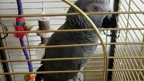 BBC Parrot in a cage