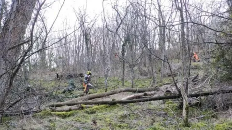 Natural England Ash die back