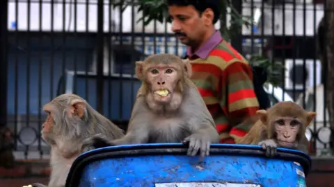 Getty Images Monkeys in a rubbish bin