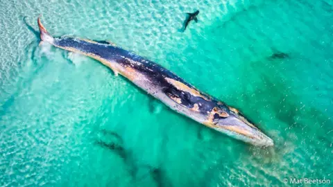 MAT BEETSON Aerial image of a dead fin whale surrounded by circling sharks in aquamarine waters off Western Australia