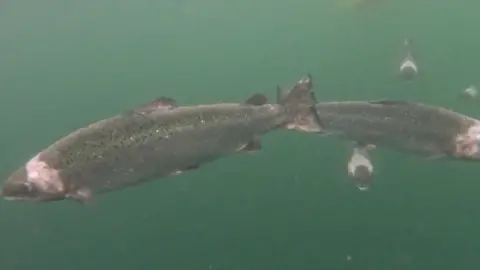 Animal Equality UK Salmon swimming underwater.