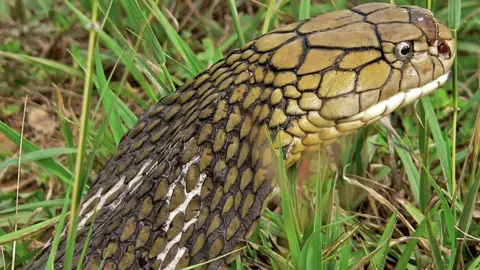 Ophiophagus Hannah King cobra