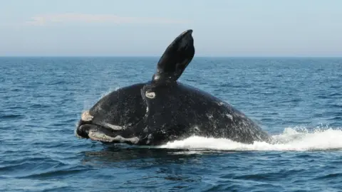 PA Media North Atlantic right whale