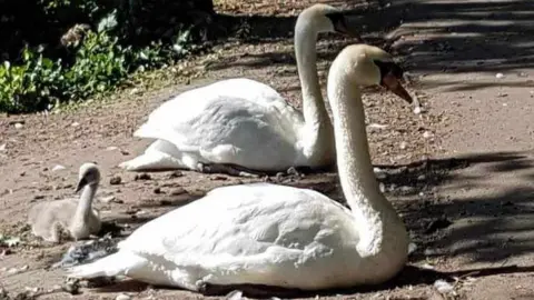 Facebook/Friendsofthewilderness Swans by Wilderness Lake in Porthcawl