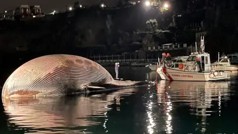 Italian coastguard handout Image shows a coastguard bot next to the whale