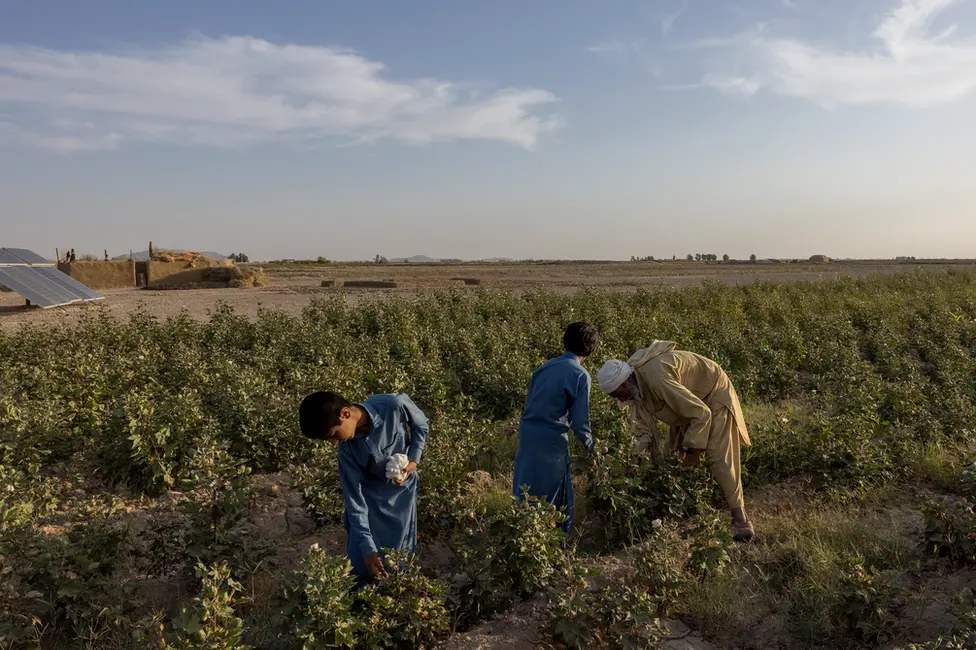 BBC The boys help Abdul Aziz with work in the fields. "I am getting older, it is harder to work," Abdul Aziz said. Image: Julian Busch/BBC