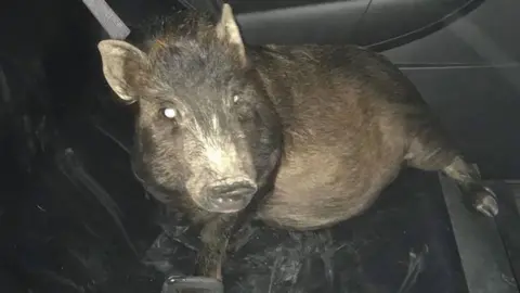 North Ridgeville Police Department A man in the Ohio town of Elyria was not too keen on bringing home the bacon