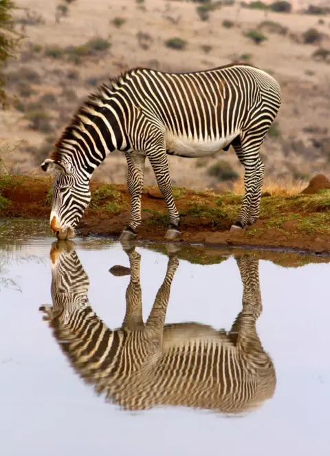Imogen Smith Zebra and its reflection in water