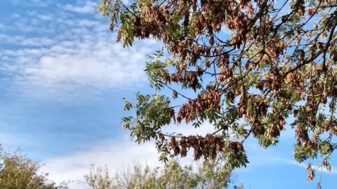 Prof James Brown Tree with ash dieback disease