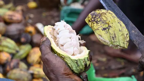 Getty Images An Ivorian cocoa farmer breaks organic cocoa pods in the plantation in M'brimbo, a village in central Ivory Coast village near Tiassale, on April 19, 2021