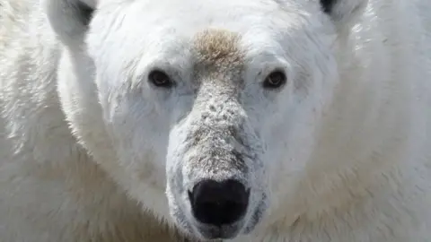 Face of a polar bear