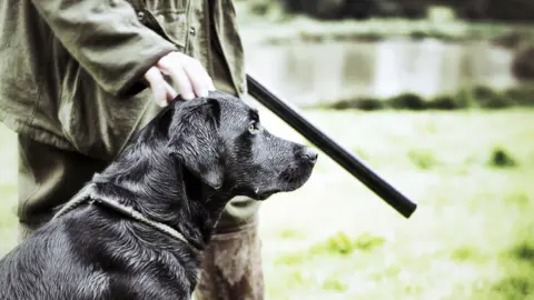 Urban Cow/Getty Gundog