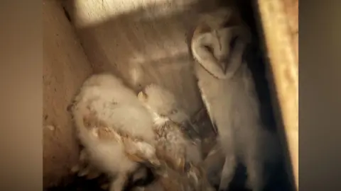 Ulster Wildlife Barn owl and chicks inside a nesting box