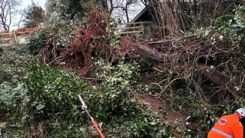 TRANSLINK  Fallen tree at Marino Station