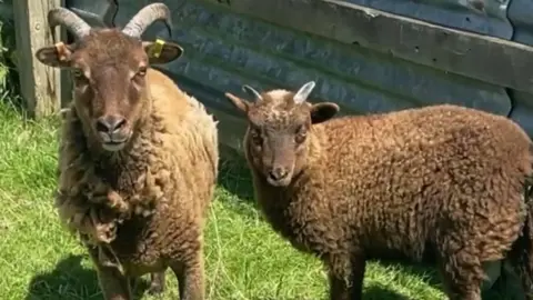 Gorse Hill City Farm Sophia (left) with her daughter
