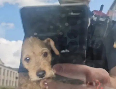 Hampshire and Isle of Wight Constabulary Car trapped dog