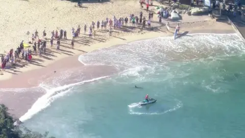 Reuters The dolphin was seen close to the shore of Manly Beach after the shark attack