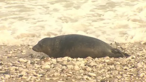 seal on Rhos-on-Sea beach