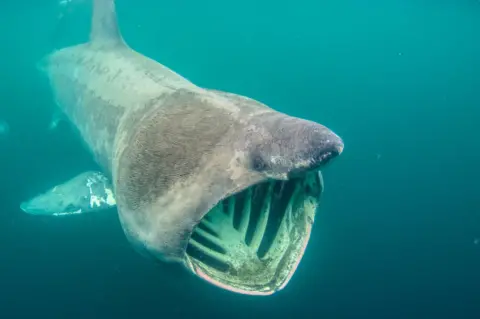 Shane Wasik/Basking Shark Scotland Basking shark