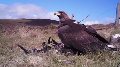 SNH The settled chicks have been caught on hidden cameras thriving in their new environment