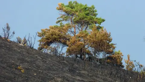 Simon Wells Studland Heath fire damage