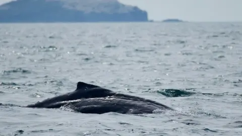 Ffion Rees - Falcon Boats The humpback whale