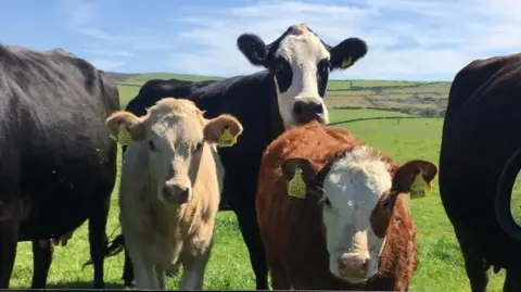 Kirree Kermode A group of cows are standing in a field on a sunny day. There are three black and white, and one blonde calf to the front left and a small brown and white cow at the front right.