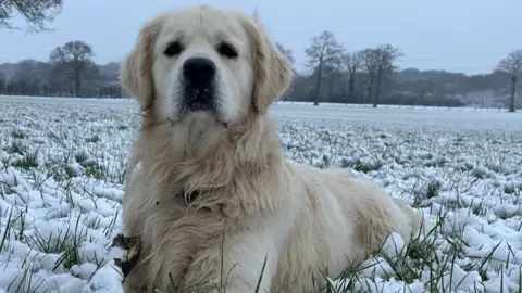 Rich Garner Dog in a snowy field