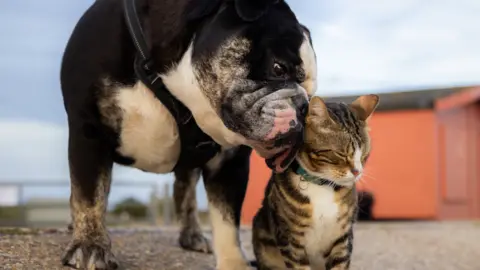 Stephen Johnson Max the cat meets a dog.