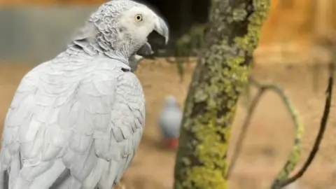 Lincolnshire Wildlife Park Tyson the parrot