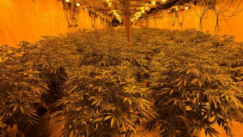 A white walled, orange fluorescently lit room houses a vast quantity of green cannabis plants. 