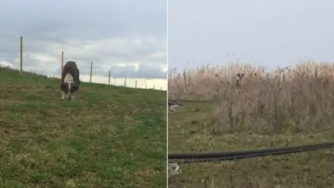 Canine Capture Rio the dog in the wild