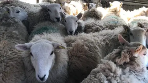 RSPCA Cymru Sheep in a trailer