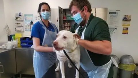 The Dogs Trust Dog being cared for