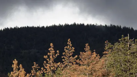 Dead and dying trees are seen in a forest stressed by historic drought conditions in Los Padres National Forest on 7 May 2015 near Frazier Park, California. 