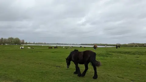 Jenna TUESDAY - Port Meadow