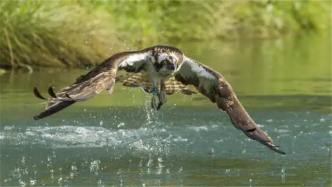 A picture of an osprey