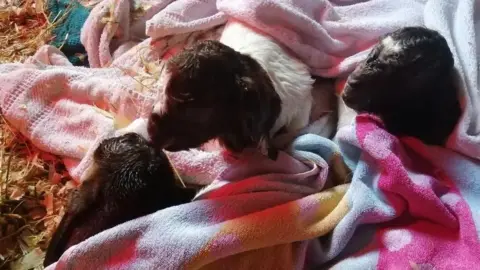 Bournemouth Goats Goat triplets