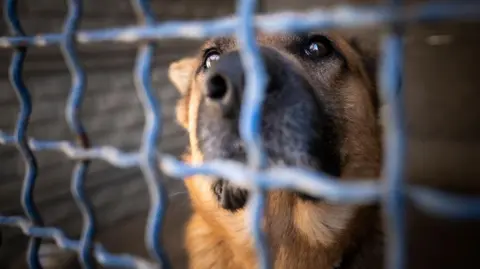 Getty Images a brown coat, dark brown coat and large brown eyes from behind cross bars