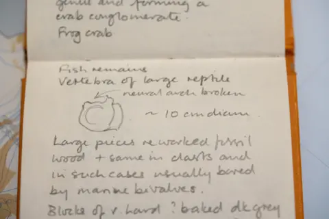 Tony Jolliffe/BBC News The orange covered notebook is open with the bottom of one page and the top of the next in view. The pencil writing on it runs from top to bottom with the notebook turned lengthways . Just below the join of the two pages, which is formed by the spine of the book, there is a small, simple sketch labelled "Vertebra of large reptile" which shows the concave area and the protrusions behind of the fossilised bone. Next to the drawing is written "approximately 10cm in diameter". 