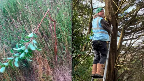 Vernatt's Nature Reserve A composite image of a snapped fruit tree in long grass on the left. On the right is a man in a blue high vis vest, brown boots and a green beanie standing up a ladder pressed against a tree.