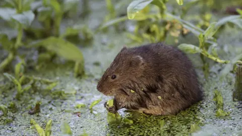 Hugh Clark A water vole