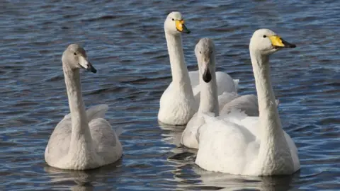 Wild swan conservation success gives cause for hope