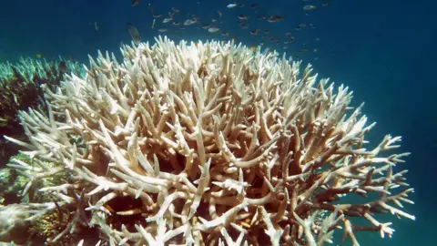 NETTE WILLIS/ARC CENTRE CORAL REEF STUDIES White, bleached coral on the Great Barrier Reed in 2017