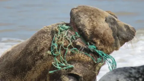 Friends of Horsey Seals Seal with netting around neck