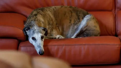 Reuters Caracol, a 10-year-old Spanish Galgo