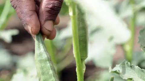Getty Images A farmer with a crop in Tigray, Ethiopia