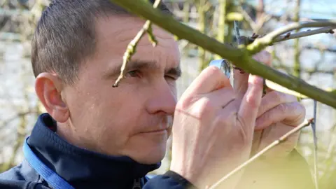 Jamie Niblock/BBC Dmytro checking trees in the orchard at Boxted Farms